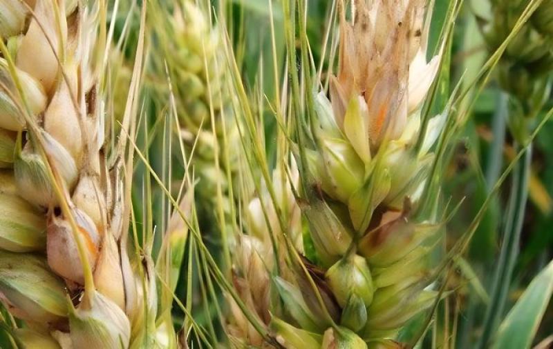 小麥赤霉病總體呈偏重發生趨勢 專家建議堅持至少兩遍防控不動搖