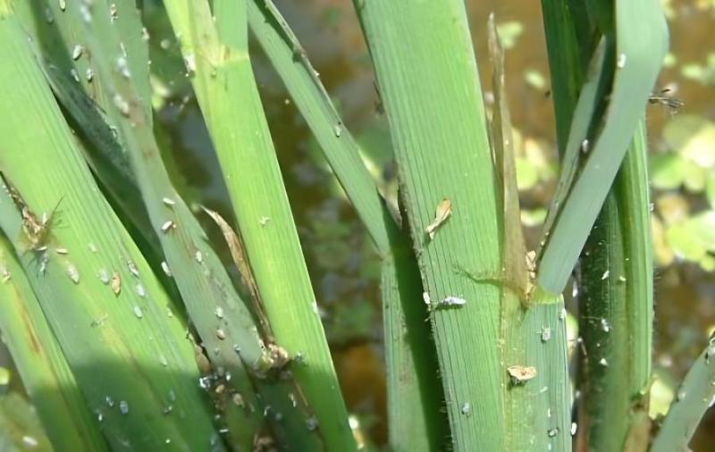 農技專家:早造水稻警惕稻飛虱