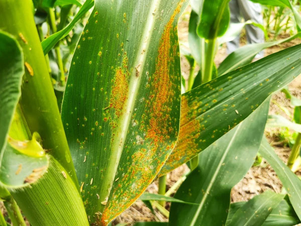 河南省玉米南方銹病防治警報 河南省玉米南方銹病防治警報