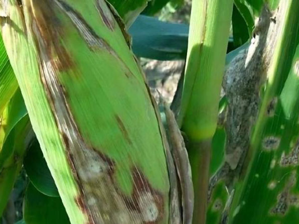 玉米紋枯病識(shí)別與防治技術(shù)