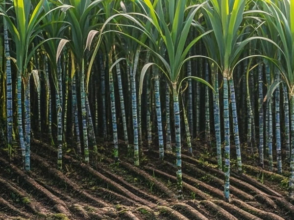 2024年甘蔗中后期生產(chǎn)技術(shù)指導(dǎo)意見(jiàn)