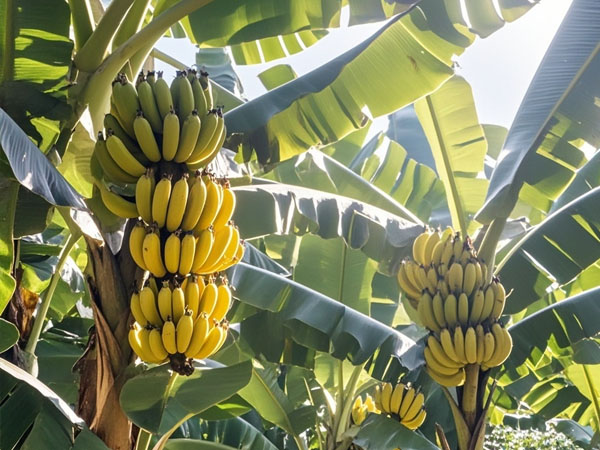 香蕉臺風災后恢復生產技術指導意見